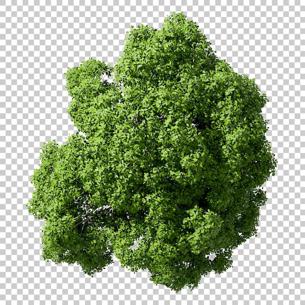Vista superior del paisaje del árbol ecológico en renderización 3D transparente png