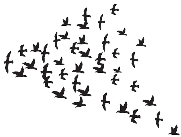 Volée d'oiseaux en vol