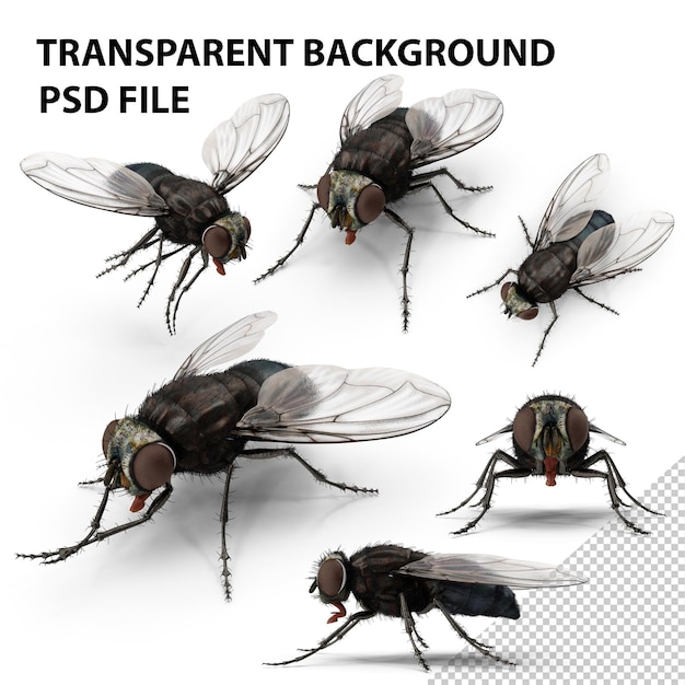 Volo PNG