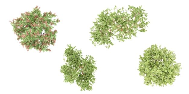 von der Oberseite von MadronesKoelreuteria elegans Baum isolieren Hintergründe 3D-Rendering