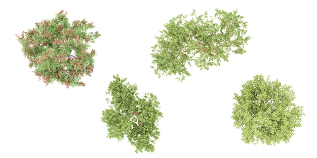 PSD von der oberseite von madroneskoelreuteria elegans baum isolieren hintergründe 3d-rendering