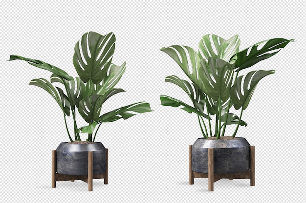 Vorderansicht der Monstera-Pflanze im Topf im 3D-Rendering