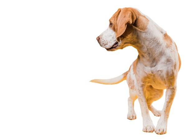 Vue de l'adorable chien brun et blanc