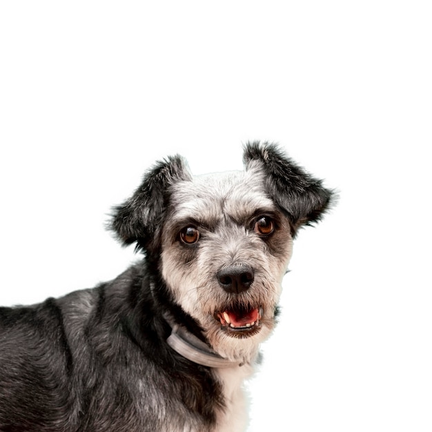 Vue d'un adorable chien de compagnie