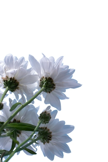Vue de la belle fleur de marguerite en fleurs