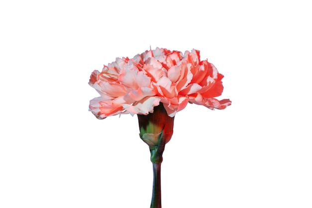 Vue de belles fleurs en fleurs