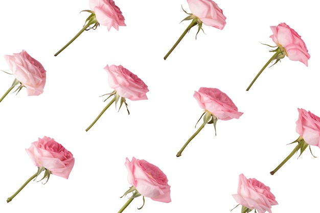 Vue de belles fleurs en fleurs