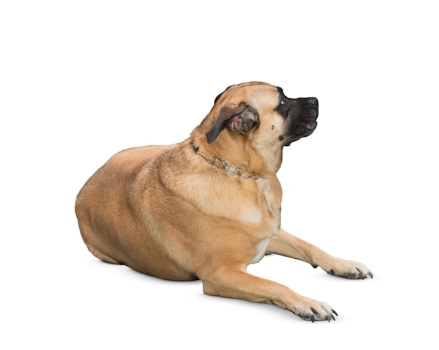 Vue d'un bullmastiff debout qui regarde de l'autre côté