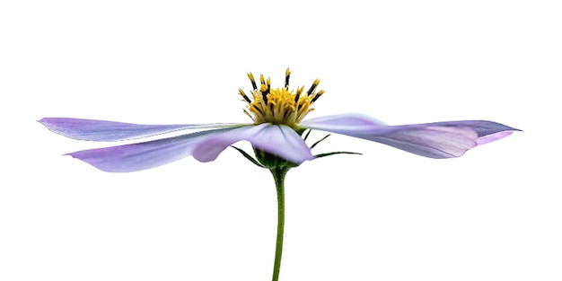 Une vue détaillée d'une seule fleur avec des pétales de dentelle en arrière-plan transparent