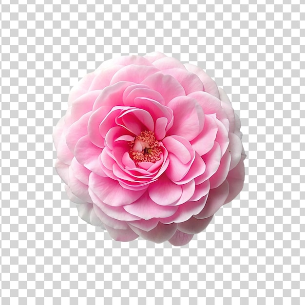 PSD vue du haut une rose centifolia rose isolée sur un fond transparent