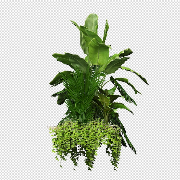 Vue de face isométrique de plante isolée transparente