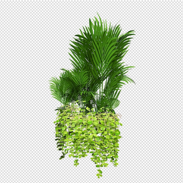 Vue de face isométrique de plante isolée transparente