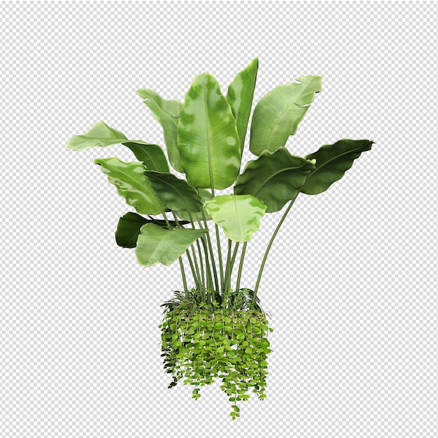 Vue de face isométrique de plante isolée transparente