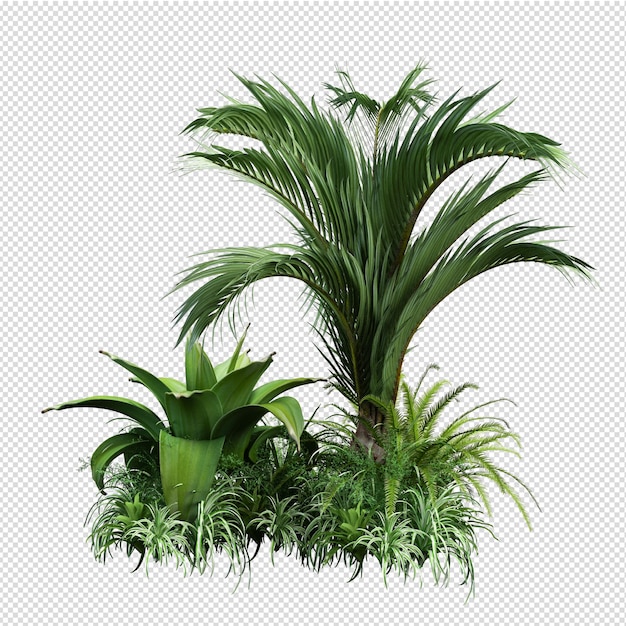 Vue de face isométrique de plante isolée transparente