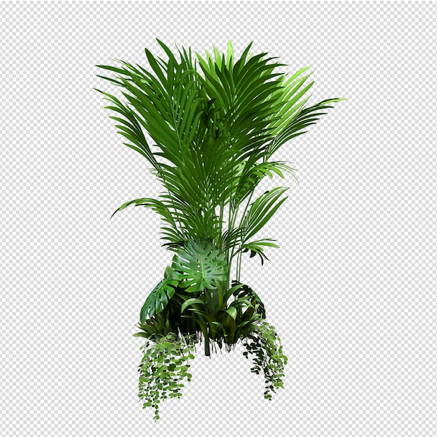 Vue de face isométrique de plante isolée transparente