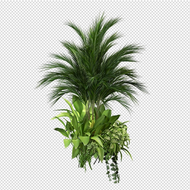 Vue de face isométrique de plante isolée transparente