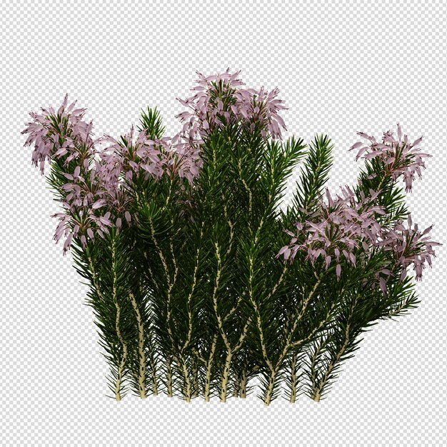 Vue de face isométrique de plante isolée transparente