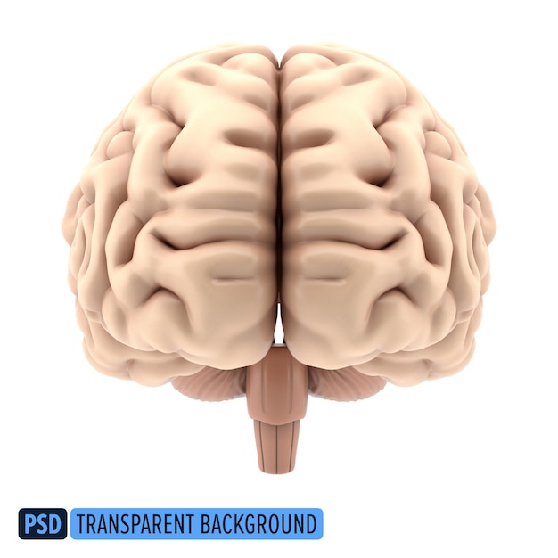 Vue Frontale Du Cerveau Humain En 3d Sur Un Fond Transparent