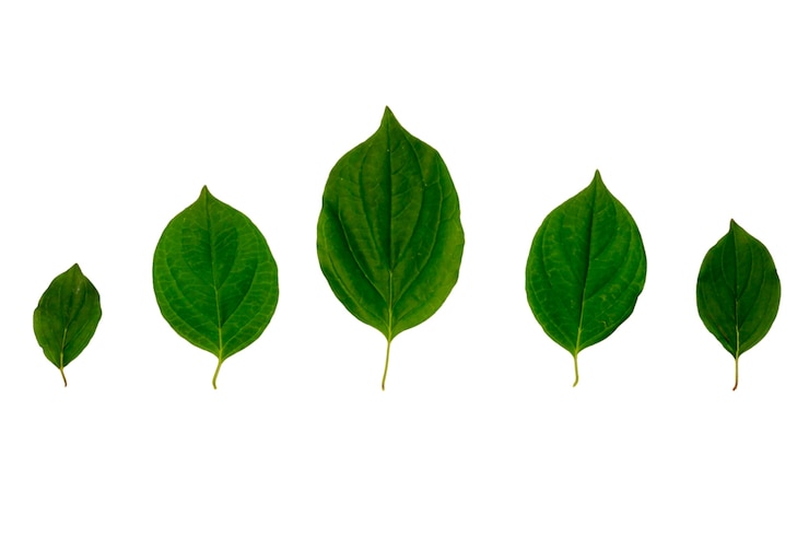 PSD vue de haut sur des feuilles isolées