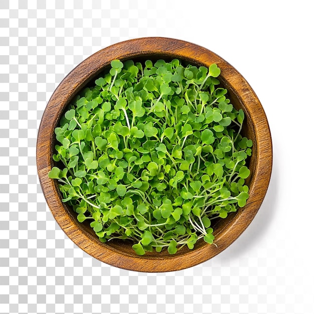 Vue de haut des germes de micro-verts frais sur un fond transparent