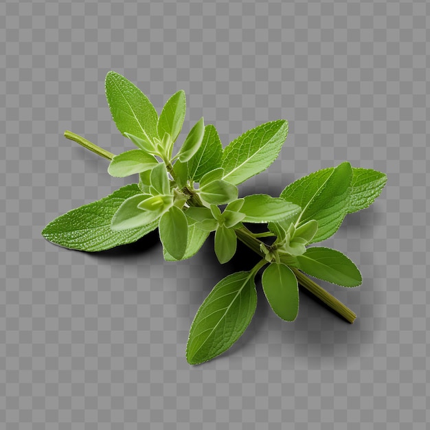 Vue isolée d'une brindille de feuilles de stévia mettant l'accent sur leur pH PNG PSD Décoration feuille transparente