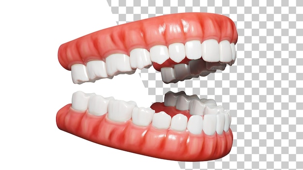 PSD vue latérale des dents 3d mâchoire humaine isolée morsure humaine normale illustration 3d de la dent médicalement précise