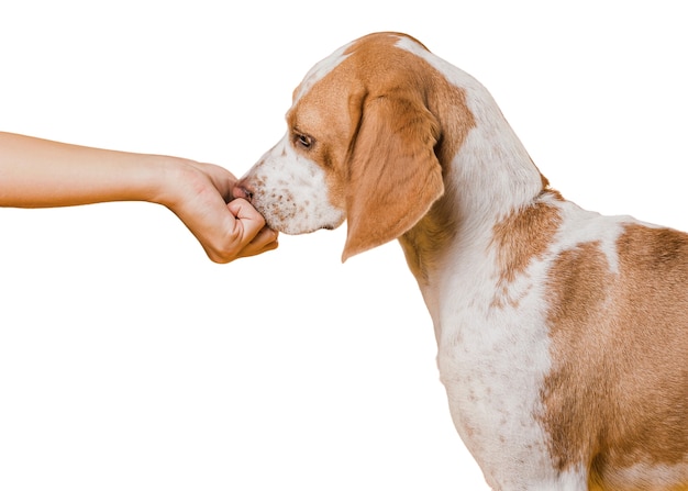 Vue d'un mignon chien de compagnie brun et blanc