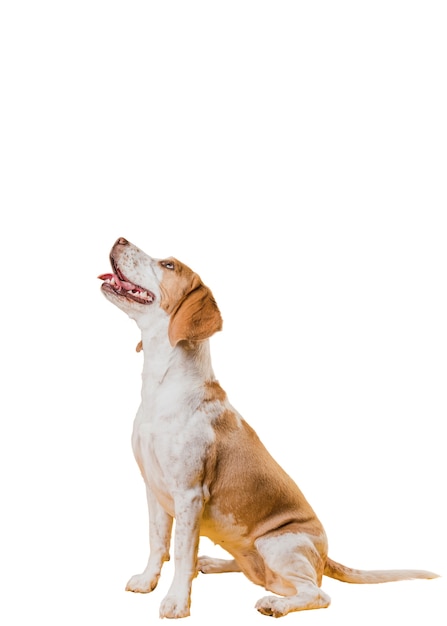 Vue de mignon chien marron et blanc