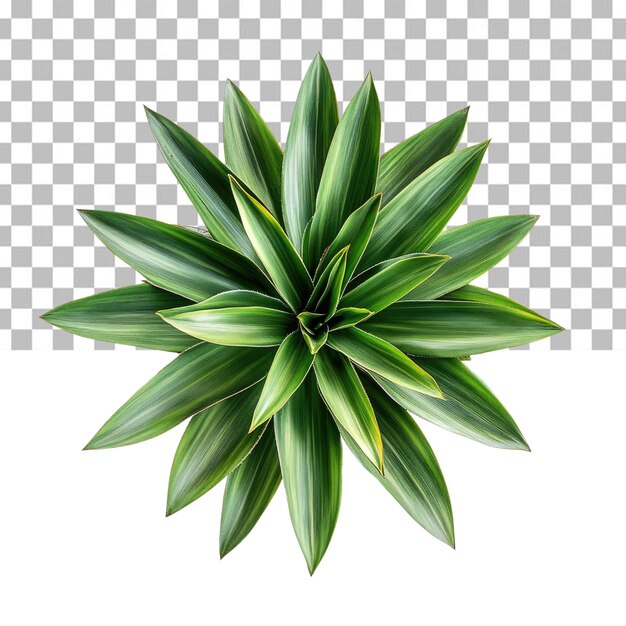 vue d'une plante de yucca présentée sous forme de dessin graphique sur un fond alpha transparent png
