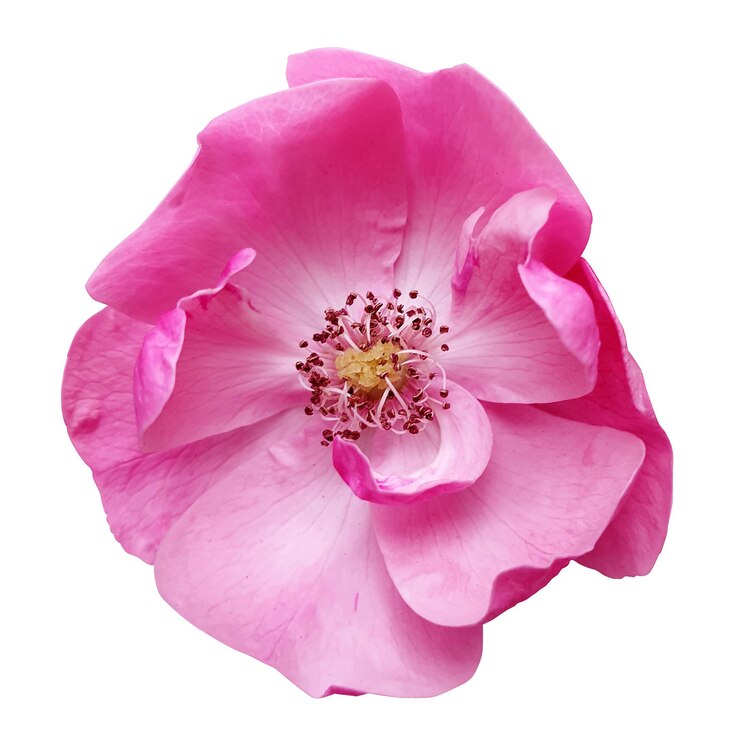 PSD vue rapprochée d'une belle rose rose en pleine floraison