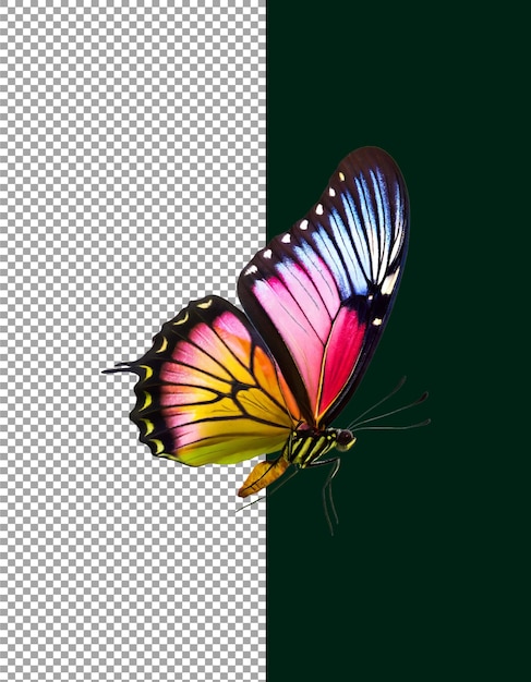 Vue rapprochée détaillée d'un papillon coloré en vol sur fond transparent png psd