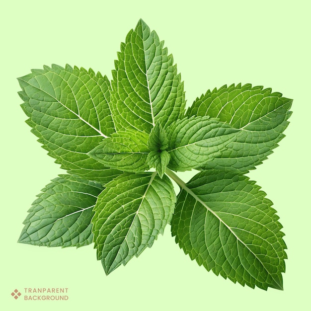 Une vue rapprochée des feuilles de menthe fraîche, un ingrédient à base de plantes vert vibrant destiné à la cuisine et à la médecine