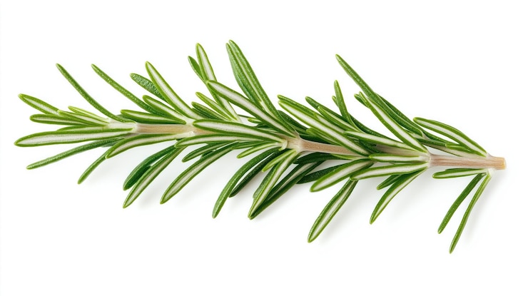 PSD vue rapprochée d'une plante de romarin avec des feuilles vertes et des tiges blanches