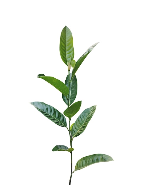 Vue rapprochée d'une plante verte à feuilles multiples et à tige