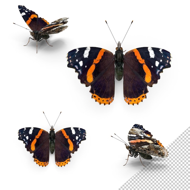 Les vues du papillon amiral rouge
