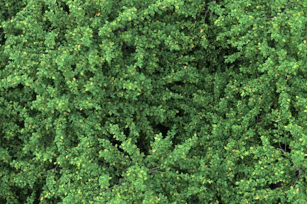 Wald auf durchsichtigem Hintergrund 3D-Rendering-Illustration