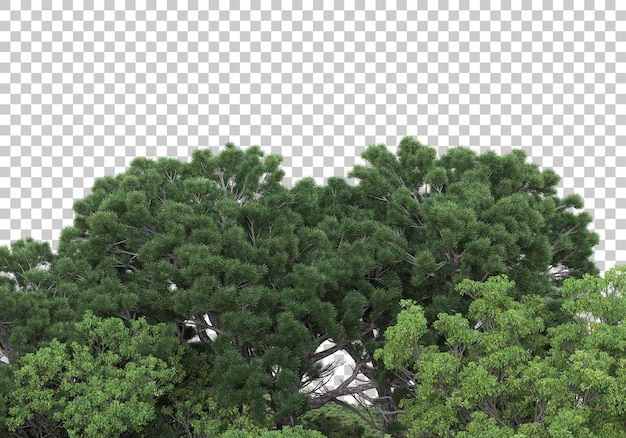 Wald auf transparentem Hintergrund 3D-Darstellung