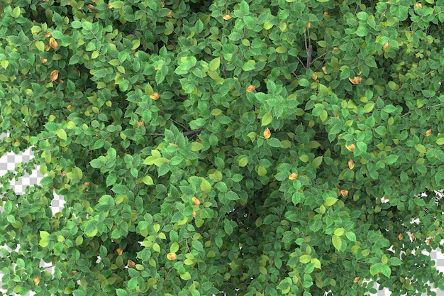 Wald auf transparentem Hintergrund 3D-Darstellung