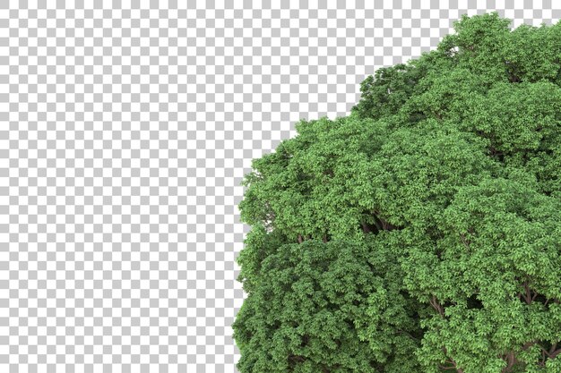 Wald auf transparentem hintergrund 3d-darstellung