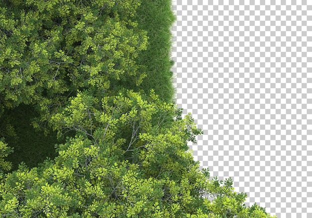 Wald auf transparentem Hintergrund 3D-Darstellung