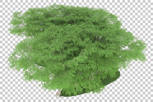 Wald auf transparentem hintergrund. 3d-rendering - abbildung