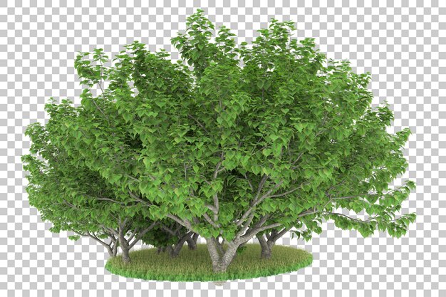 Wald auf transparentem Hintergrund. 3D-Rendering - Abbildung