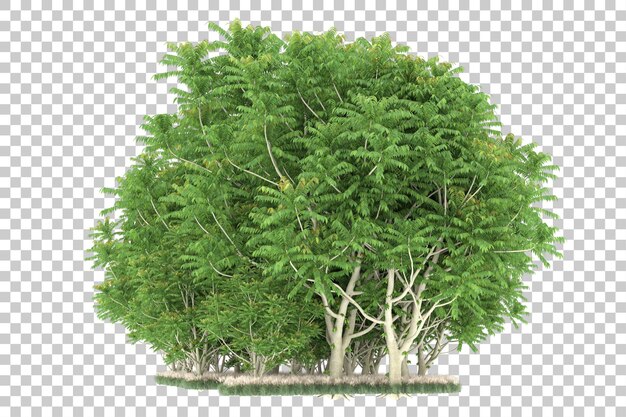 Wald auf transparentem Hintergrund. 3D-Rendering - Abbildung