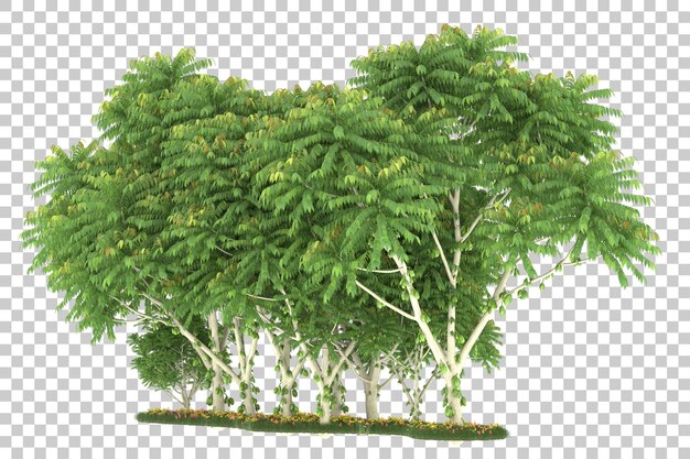 Wald auf transparentem Hintergrund. 3D-Rendering - Abbildung