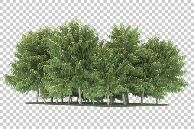 Wald auf transparentem Hintergrund. 3D-Rendering - Abbildung