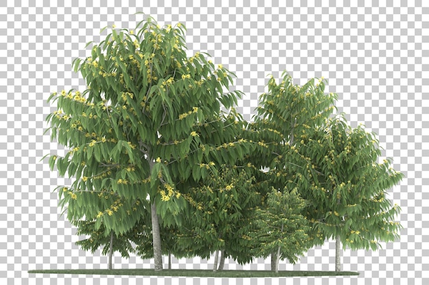 Wald auf transparentem Hintergrund. 3D-Rendering - Abbildung