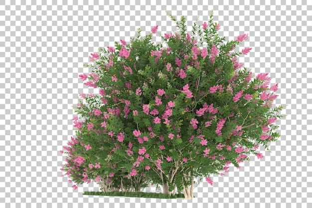 Wald auf transparentem Hintergrund. 3D-Rendering - Abbildung