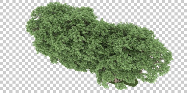 Wald auf transparentem Hintergrund. 3D-Rendering - Abbildung