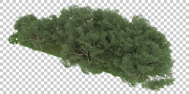 Wald auf transparentem Hintergrund. 3D-Rendering - Abbildung