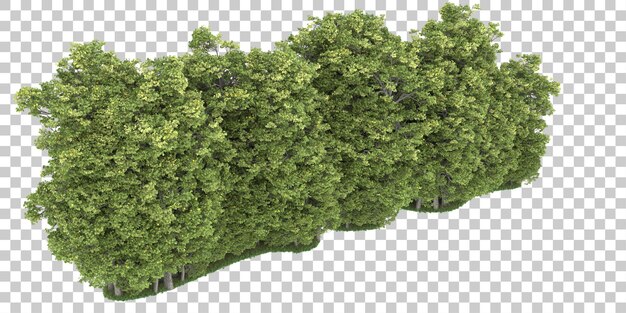 Wald auf transparentem Hintergrund. 3D-Rendering - Abbildung